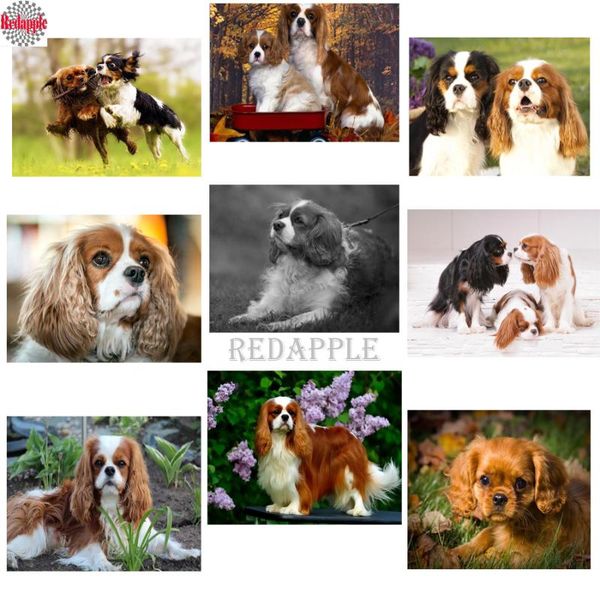 paintings diamond painting cross stitch cavalier king charles spaniel full square 5d diy embroidery cute pet mosaic dog
paintings diamond painting cross stitch cavalier king charles spaniel full square 5d diy embroidery cute pet mosaic dog
