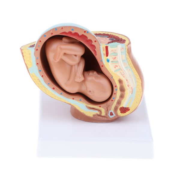 девятый месяц зародыш / fetus эмбриона беременность модель развитие эмбриона человека модель лабораторное оборудование воспитательного
девятый месяц зародыш / fetus эмбриона беременность модель развитие эмбриона человека модель лабораторное оборудование воспитательного