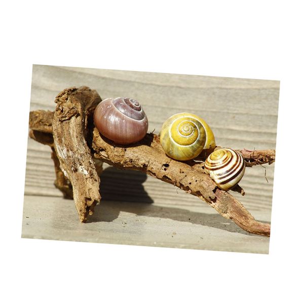 escargots stone starfish sandbeach turtle aquarium background poster sticker
escargots stone starfish sandbeach turtle aquarium background poster sticker