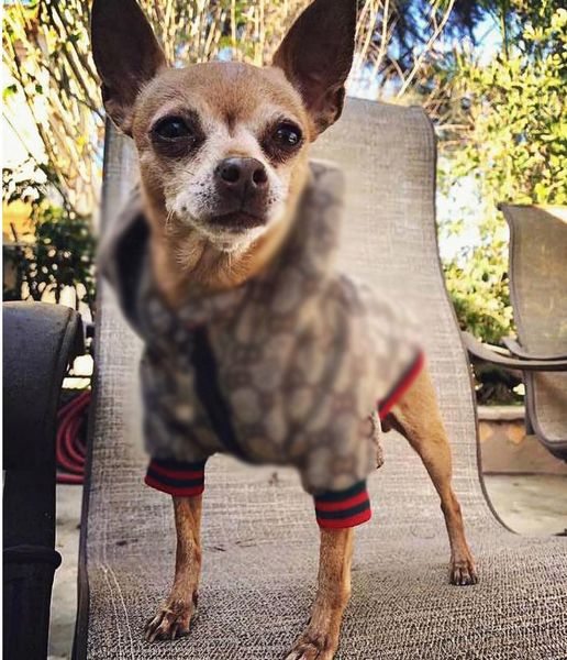 Outdoor Dog Apparel Classic Pattern Fashion Adjustable Pet Harnesses Coat Cute Teddy Hoodies Suit Small Collar Accessor, Brown
Outdoor Dog Apparel Classic Pattern Fashion Adjustable Pet Harnesses Coat Cute Teddy Hoodies Suit Small Collar Accessor, Brown
