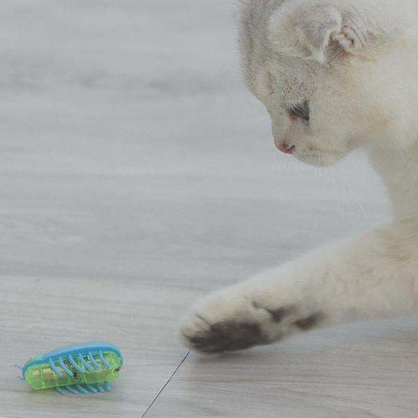 cute dog insect shape electric toy interactive beetle new dogs cat toys cat for cat mini toys walking supplies pet ladybird bbymmc
cute dog insect shape electric toy interactive beetle new dogs cat toys cat for cat mini toys walking supplies pet ladybird bbymmc