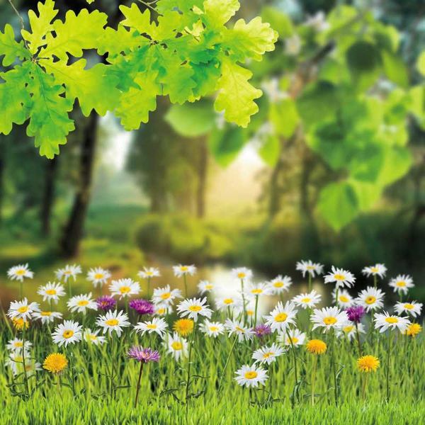 background material laeacco green backgrounds for pography tree leaves flowers grass spring natural scenic backdrops pocall
background material laeacco green backgrounds for pography tree leaves flowers grass spring natural scenic backdrops pocall