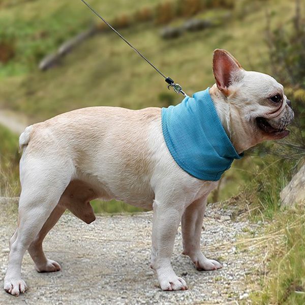 собака кошка pet самоохлаждающейся шеи воротник summer heat жаркой погода relief прохладный pad
собака кошка pet самоохлаждающейся шеи воротник summer heat жаркой погода relief прохладный pad