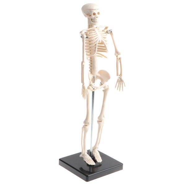 42cm educational children body skeleton model with base science anatomy toy 
42cm educational children body skeleton model with base science anatomy toy