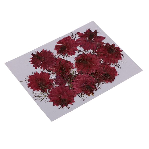 12 pieces pressed real dried flowers love-in-a-mist for resin ornament making red blue
12 pieces pressed real dried flowers love-in-a-mist for resin ornament making red blue