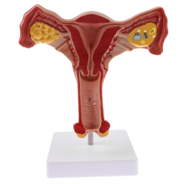 1: 1 human female матка влагалище яичник маточные трубы медицина модель для обучения учебных пособий
1: 1 human female матка влагалище яичник маточные трубы медицина модель для обучения учебных пособий