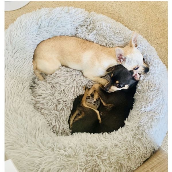kennels & pens removable dog bed plush round donut pet beds kennel cusion puppy mats lounger comfy house sofa for medium large dogs detachab
kennels & pens removable dog bed plush round donut pet beds kennel cusion puppy mats lounger comfy house sofa for medium large dogs detachab