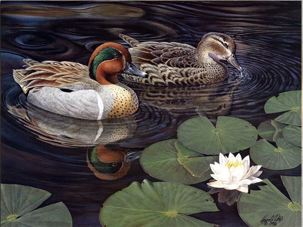 harold roe greenwing teal home decor handpainted &hd print oil painting on canvas wall art canvas pictures 7575 
harold roe greenwing teal home decor handpainted &hd print oil painting on canvas wall art canvas pictures 7575