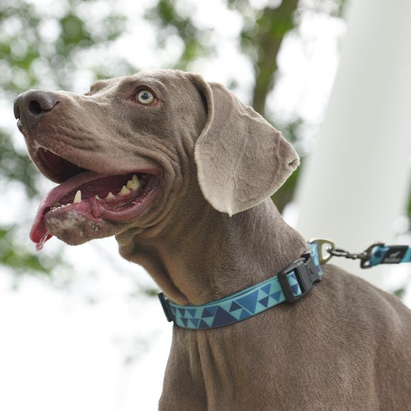 pet collar pvc waterproof easy to clean diamond pattern pets supplies explosion-proof handle dog leash leashes
pet collar pvc waterproof easy to clean diamond pattern pets supplies explosion-proof handle dog leash leashes