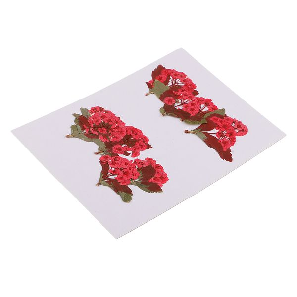 10 pieces natural real red flower pressed dried flowers for diy ornament craft jewelry making pendants charms
10 pieces natural real red flower pressed dried flowers for diy ornament craft jewelry making pendants charms