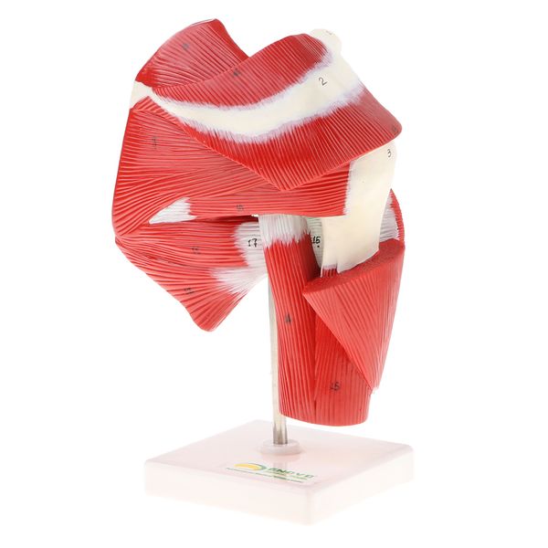 1:1 advanced human shoulder joint and muscle tendon anatomical models, with stand base, for school classroom supplies
1:1 advanced human shoulder joint and muscle tendon anatomical models, with stand base, for school classroom supplies