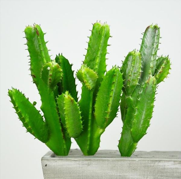decorative flowers & wreaths artificial succulents cactus green plant simulation plants fake plastic diy home decoration desert landscape
decorative flowers & wreaths artificial succulents cactus green plant simulation plants fake plastic diy home decoration desert landscape