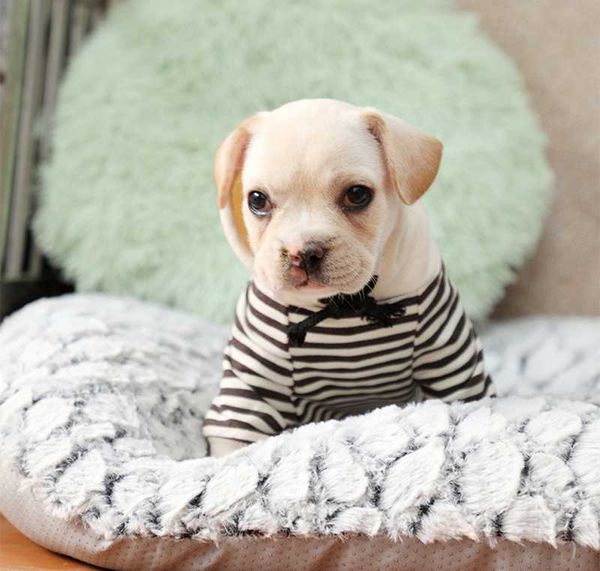 kennels & pens puppy pet mat autumn winter warm dog bed soft comfortable thick plush antislip cushion for small medium large dogs cats
kennels & pens puppy pet mat autumn winter warm dog bed soft comfortable thick plush antislip cushion for small medium large dogs cats