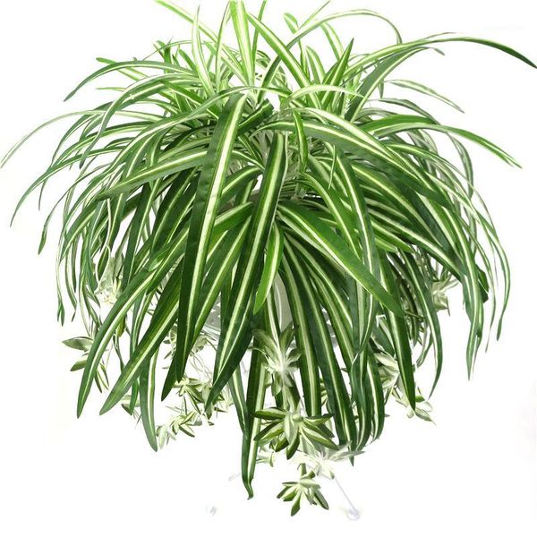 decorative flowers & wreaths 65cm 5 heads artificial plants wall hanging chlorophytum green pvc fake flower simulation leaves home garden de
decorative flowers & wreaths 65cm 5 heads artificial plants wall hanging chlorophytum green pvc fake flower simulation leaves home garden de