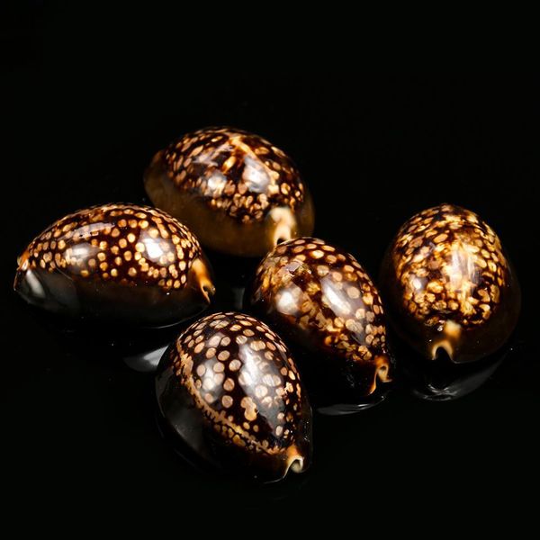 5 8cm new natural turtle shell conch specimen seashells fish tank landscaping aquarium decoration nautical beach wedding decor h jlllpf
5 8cm new natural turtle shell conch specimen seashells fish tank landscaping aquarium decoration nautical beach wedding decor h jlllpf