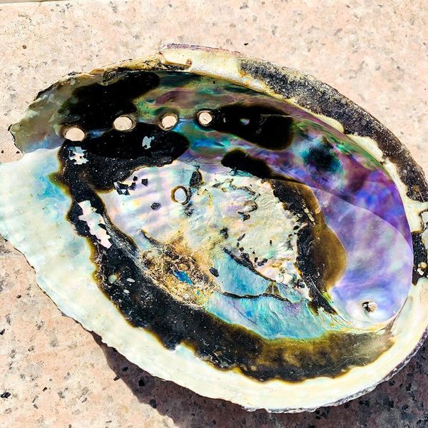 11 12cm abalone shell natural seashell nautical beach decor black spots shell crafts specimen collectibles coastal home decor h bbygyk 
11 12cm abalone shell natural seashell nautical beach decor black spots shell crafts specimen collectibles coastal home decor h bbygyk
