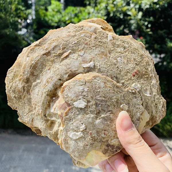 15 16cm large natural seashell nautical home decor craft jewelry tray specimen collectibles diy fish tank aquarium landscaping h bbywpz
15 16cm large natural seashell nautical home decor craft jewelry tray specimen collectibles diy fish tank aquarium landscaping h bbywpz