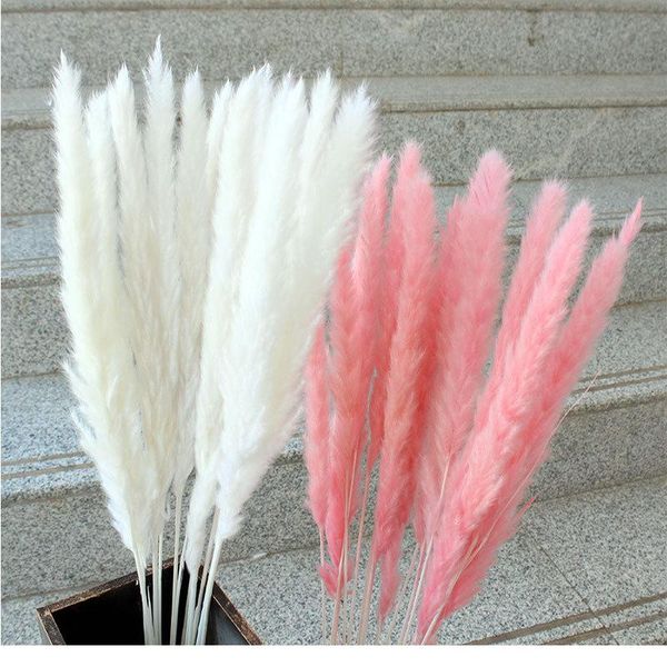 30pc small reeds dried flowers naturally dry non-artificial flowers dried reeds 1 bunch of 15 factory direct
30pc small reeds dried flowers naturally dry non-artificial flowers dried reeds 1 bunch of 15 factory direct