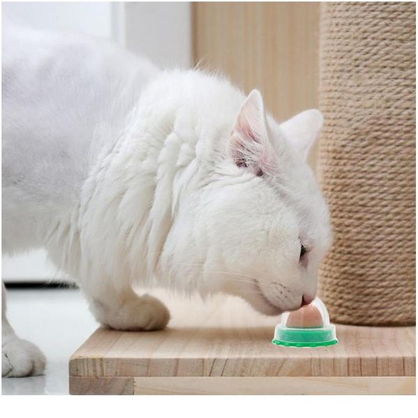 здоровое питание pet snucks fixed cat nutrition candy cat здоровый закусочный мяч catnip питание gel energy ball jllfnz
здоровое питание pet snucks fixed cat nutrition candy cat здоровый закусочный мяч catnip питание gel energy ball jllfnz