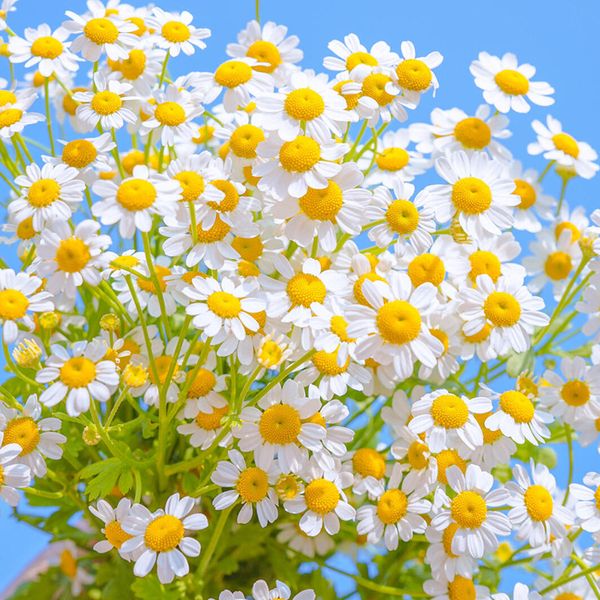 four seasons flowering seed indoor gardens easy to live random seed in stock 100g, Silver
four seasons flowering seed indoor gardens easy to live random seed in stock 100g, Silver