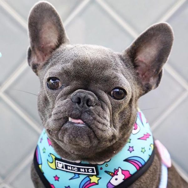 pet harness для французского бульдога маленький средний собаки поводки мопс щенок frenchie pet harness vest walking поводка поводок pet prod
pet harness для французского бульдога маленький средний собаки поводки мопс щенок frenchie pet harness vest walking поводка поводок pet prod