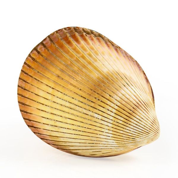 giant cockle conch shell clam dinocardium robustum aquariums specimen marine conch tank decorations crafts diy landscap h jllbry
giant cockle conch shell clam dinocardium robustum aquariums specimen marine conch tank decorations crafts diy landscap h jllbry