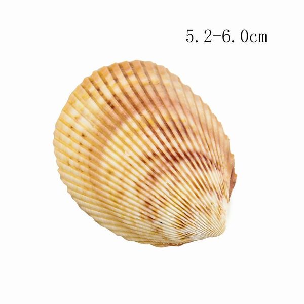 2pcs 5 6cm natural scallop coconut seashell lion shell specimen aquarium decoration home wedding decor shells for jewelry making h jllhqc
2pcs 5 6cm natural scallop coconut seashell lion shell specimen aquarium decoration home wedding decor shells for jewelry making h jllhqc