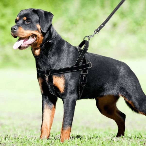nylon reflective no pull large dog harness quick fit pet harnesses vest adjustable for large dogs golden retriever safe sqcisg
nylon reflective no pull large dog harness quick fit pet harnesses vest adjustable for large dogs golden retriever safe sqcisg