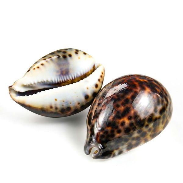 8 10cm natural tabby shell conch snail shell beach decor for home specimen craft acquarium landscape accessory nautical decor h bbyyyl
8 10cm natural tabby shell conch snail shell beach decor for home specimen craft acquarium landscape accessory nautical decor h bbyyyl