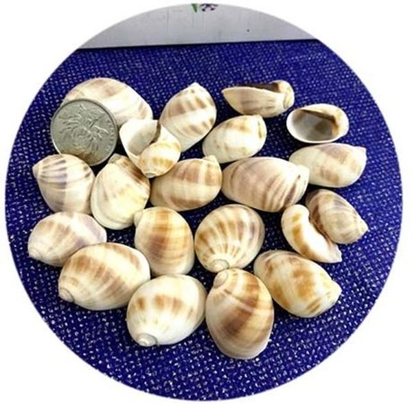 свечи ocean shells jelly wax свеча моря натуральные раковины раковины свадебные украшения свеча diy валентинки рождественские принадлежности
свечи ocean shells jelly wax свеча моря натуральные раковины раковины свадебные украшения свеча diy валентинки рождественские принадлежности