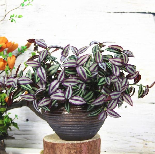 5pcs artificial zebrina commelina leaf branch greenery for plant wall background wedding party home office bar decorative
5pcs artificial zebrina commelina leaf branch greenery for plant wall background wedding party home office bar decorative