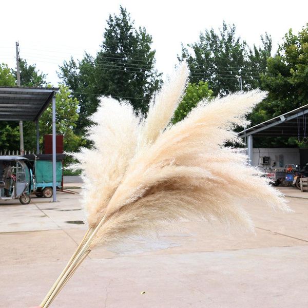 5/10 pcs 80cm natural reed dried flower big pampas grass bouquet wedding flower ceremony decoration modern home decoration
5/10 pcs 80cm natural reed dried flower big pampas grass bouquet wedding flower ceremony decoration modern home decoration