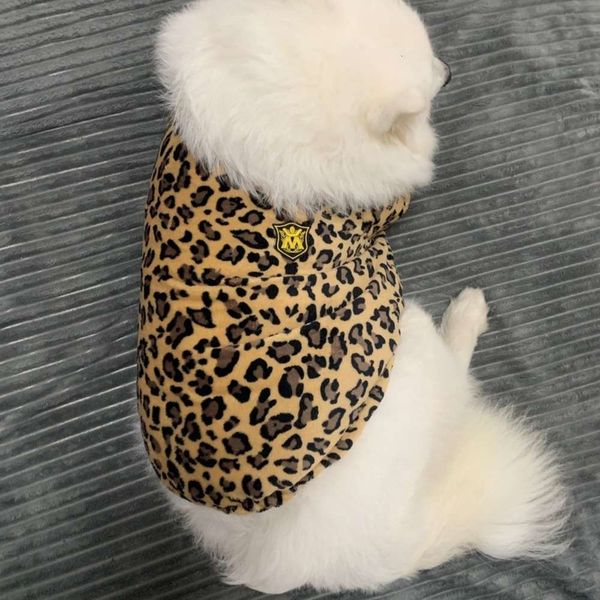 samoye labrador, a large in pet dog
samoye labrador, a large in pet dog