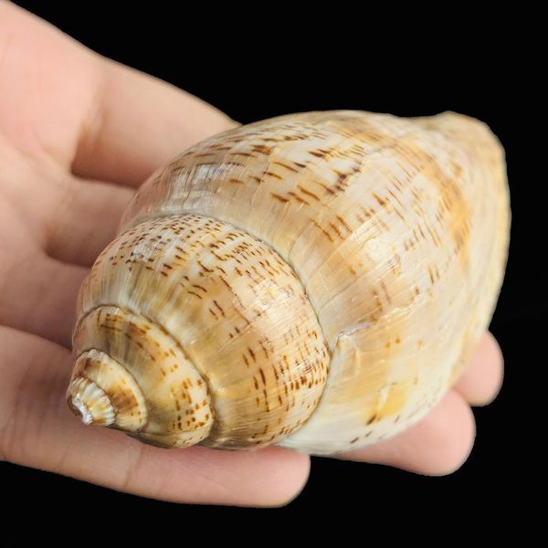 5 9cm natural spot conch shell snail diy fish tank aquarium decorations seashells micro landscape specimen nautical home decor h wmtwgq
5 9cm natural spot conch shell snail diy fish tank aquarium decorations seashells micro landscape specimen nautical home decor h wmtwgq