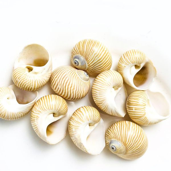 5pcs 2 3cm natural fine lines conch shells nautical home decor specimen rolled shellfish hermit crab snail shell acquarium decor h bbyucp
5pcs 2 3cm natural fine lines conch shells nautical home decor specimen rolled shellfish hermit crab snail shell acquarium decor h bbyucp