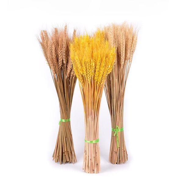 50pcs real wheat natural dried flowers wedding party decoration craft scrapbook diy home decoration wheat bouquet pho wmtlkp
50pcs real wheat natural dried flowers wedding party decoration craft scrapbook diy home decoration wheat bouquet pho wmtlkp