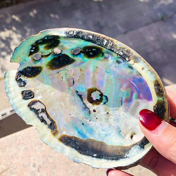 11 12cm abalone shell natural seashell nautical beach decor black spots shell crafts specimen collectibles coastal home decor h jllygi
11 12cm abalone shell natural seashell nautical beach decor black spots shell crafts specimen collectibles coastal home decor h jllygi