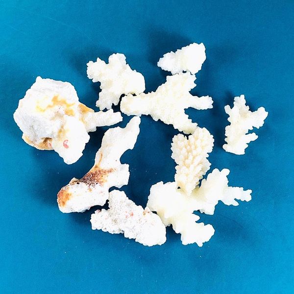 100g natural coral branch shell conch specimen crafts fish tank ornaments aquarium landscaping home beach wedding decoration h jllomq
100g natural coral branch shell conch specimen crafts fish tank ornaments aquarium landscaping home beach wedding decoration h jllomq