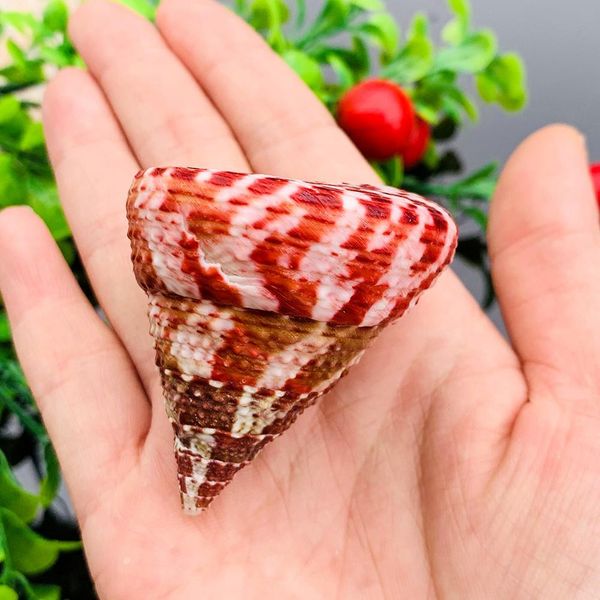 1pc natural strawberry conch seashells craft shells specimen nautical decor wedding beach ornaments aquarium landscape h jlllya
1pc natural strawberry conch seashells craft shells specimen nautical decor wedding beach ornaments aquarium landscape h jlllya