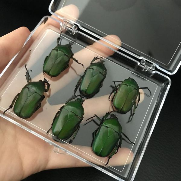 real insect specimen school educational teaching aids artwork material decor - green scarabaeus
real insect specimen school educational teaching aids artwork material decor - green scarabaeus