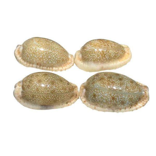 2pcs rare conch shell specimen snail nautical home decor craft collectibles natural conch fish tank aquarium landscape sea decor h wmtwxw
2pcs rare conch shell specimen snail nautical home decor craft collectibles natural conch fish tank aquarium landscape sea decor h wmtwxw