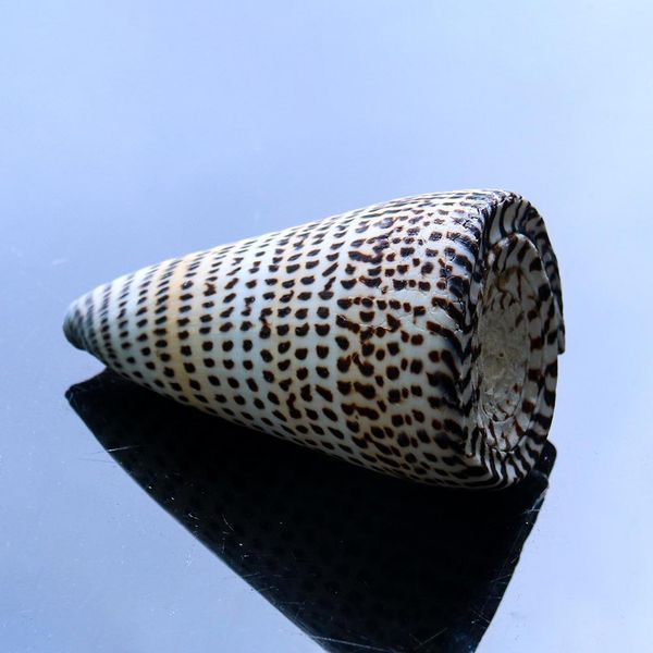 natural black corn conch sea shell natural seashell specimen beach decoration for home nautical wedding decor aquarium landscape h jllwac
natural black corn conch sea shell natural seashell specimen beach decoration for home nautical wedding decor aquarium landscape h jllwac