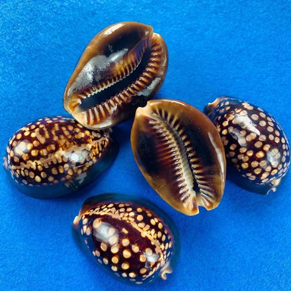 5 8cm new natural turtle shell conch specimen seashells fish tank landscaping aquarium decoration nautical beach wedding decor h wmttyj
5 8cm new natural turtle shell conch specimen seashells fish tank landscaping aquarium decoration nautical beach wedding decor h wmttyj