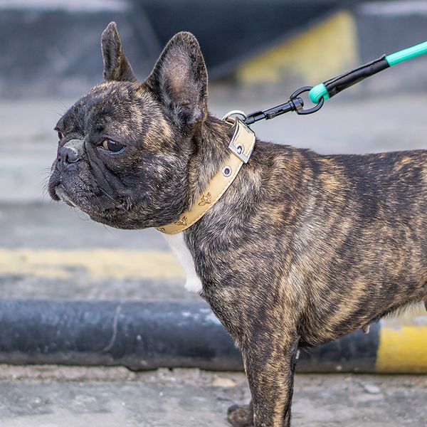 2020 cross-border pets outdoor products pu super fiber soft comfortable dog dog collar diamond small honey bee neck
2020 cross-border pets outdoor products pu super fiber soft comfortable dog dog collar diamond small honey bee neck