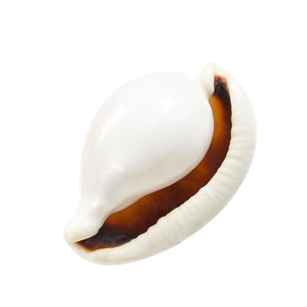 6 8cm white rabbit conch seashells natural shell conch beach decorations for home wedding acquarium fish tank decor accessory h jllruz
6 8cm white rabbit conch seashells natural shell conch beach decorations for home wedding acquarium fish tank decor accessory h jllruz