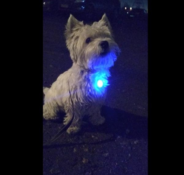 led flashing pet collar dog cat puppy led night safety pedant pet buckle tie collar for training walking jllkfi home003
led flashing pet collar dog cat puppy led night safety pedant pet buckle tie collar for training walking jllkfi home003
