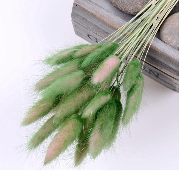 30pcs gradient lagurus ovatus natural dried flowers bouquet diy wedding home christmas decoration rabbit tail grass real jlltev
30pcs gradient lagurus ovatus natural dried flowers bouquet diy wedding home christmas decoration rabbit tail grass real jlltev