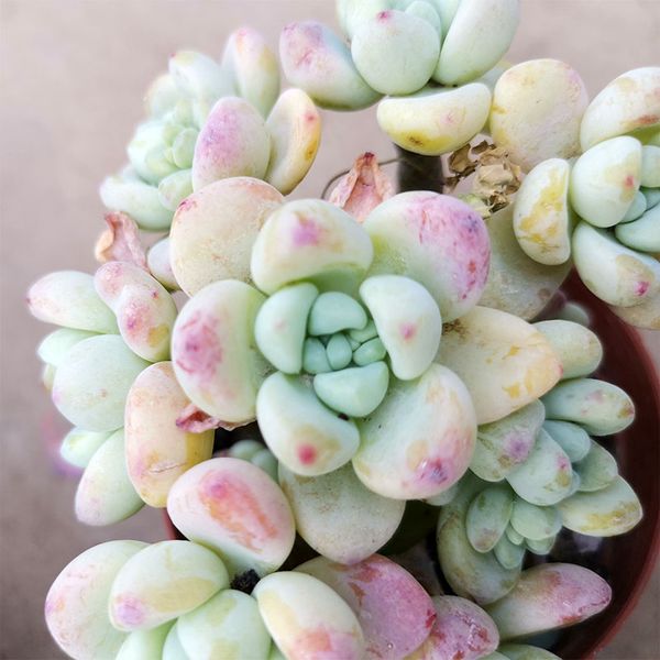 true flowers sedum clavatum flower plant vivid succulent plants creative home decor plant landscape flower arrangement garden planting
true flowers sedum clavatum flower plant vivid succulent plants creative home decor plant landscape flower arrangement garden planting