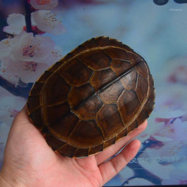 1pcs mauremys mutica/yellow pond turtle turtle shell true specimen shell, taxidermy1
1pcs mauremys mutica/yellow pond turtle turtle shell true specimen shell, taxidermy1