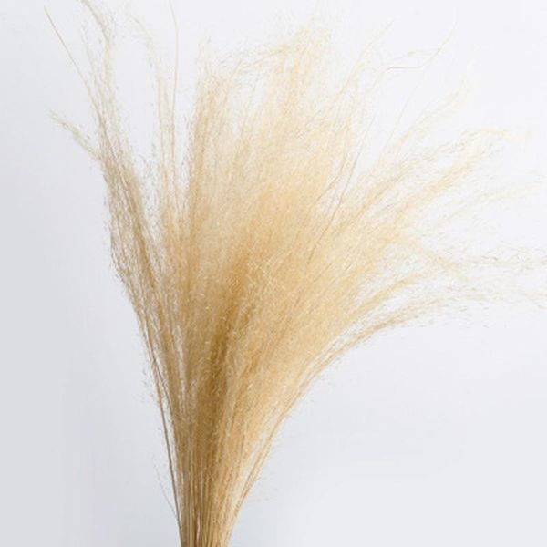50 stems dry flowers small pampas grass phragmites communis dried flowers bouquet for wedding ksi9991
50 stems dry flowers small pampas grass phragmites communis dried flowers bouquet for wedding ksi9991
